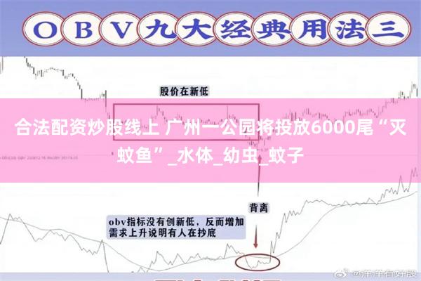 合法配资炒股线上 广州一公园将投放6000尾“灭蚊鱼”_水体_幼虫_蚊子